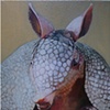 Armadillo