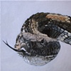 Rattlesnake