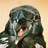 Raven