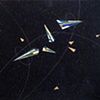 subatomic structures