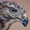 Hawk