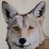 Coyote