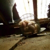 caged doll