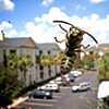 buzz