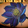 wet lotus