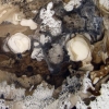 Brown 1 Detail