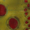sallow sap