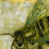 Bumble
