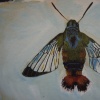 Moth