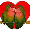 Love Birds (illustration for wedding invites based on vintage valentines day cards)