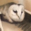 Barn Owl (custom)