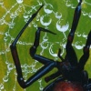 Widow