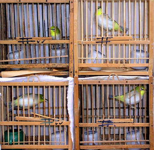 Stacked Birds