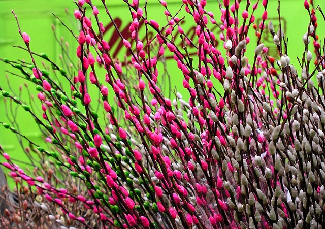 Pussy Willows