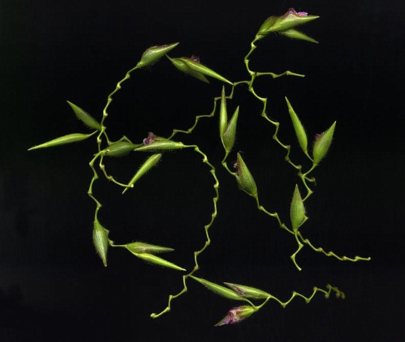 Zig Zag Flowers