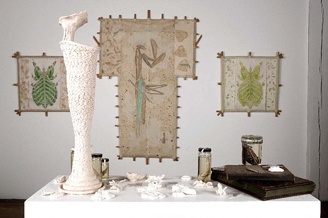 Installation-Natural History