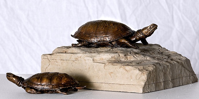 Bronze-Blandings Turtles