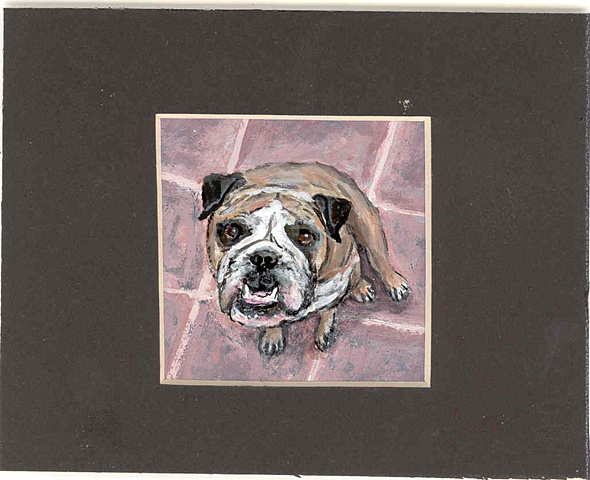 english bulldog