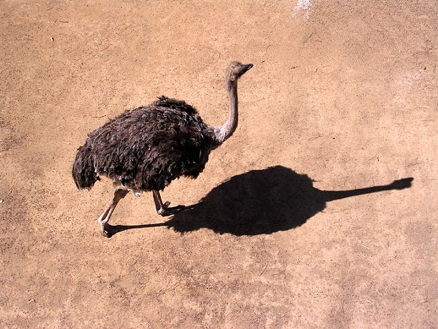 Shadowplay