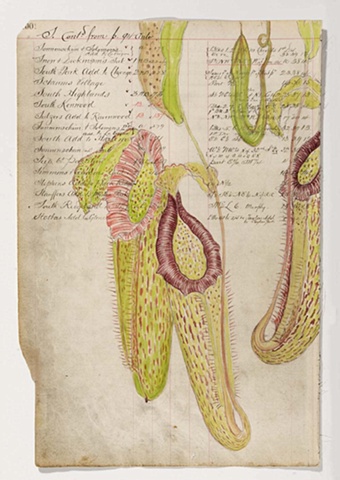 Nepenthes