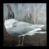 Laughing Gull w/ head back
