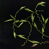 Zig Zag Flowers