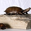 Bronze-Blandings Turtles