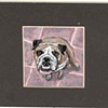 english bulldog