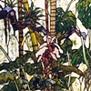 ungle Window