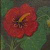 Red flower