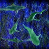 Shark Frenzy