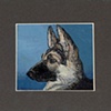 german shepard profile