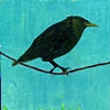 Bird on Wire