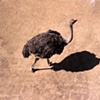 Shadowplay