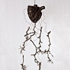 Bronze - Biology Of Transcendence