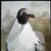 Laughing Gull forward