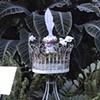 Biophilia
