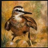 Mountain Plover