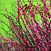 Pussy Willows