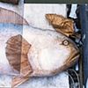 Fish in Truck