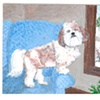 dog pictures