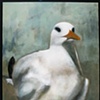 H Gull
