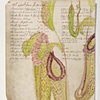 Nepenthes
