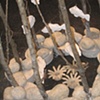 Detail Ghost Fish