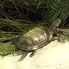 Nature Museum 2