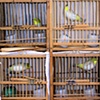 Stacked Birds