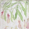 Drawings and Prints