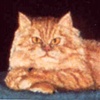 cat2