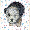 wheaton terrier puppy