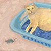 cat pictures